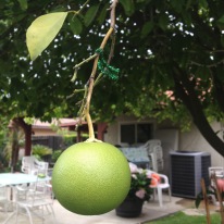 Pomelo! One of my favorites from our garden. (My Mom likes to label/count the fruit with twist ties.)